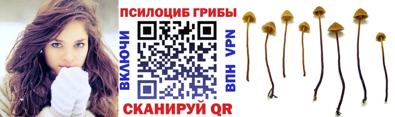 где можно купить наркотик  Адыгейск  Галлюциногенные грибы Magic Shrooms 